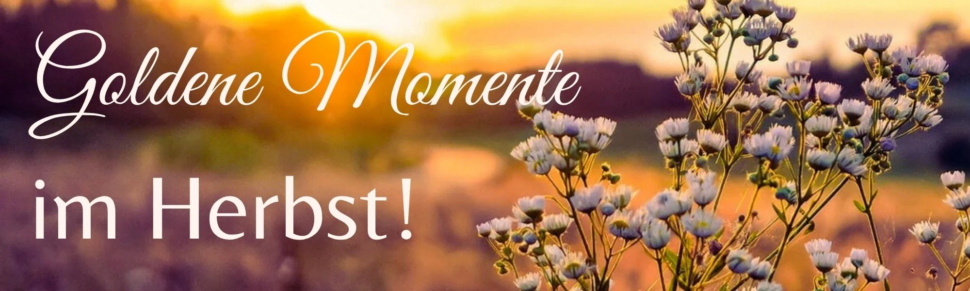Banner der Startseite Goldene Momente im Herbst